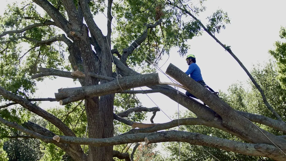 Professional Crown Thinning performed by certified arborists in Sheffield